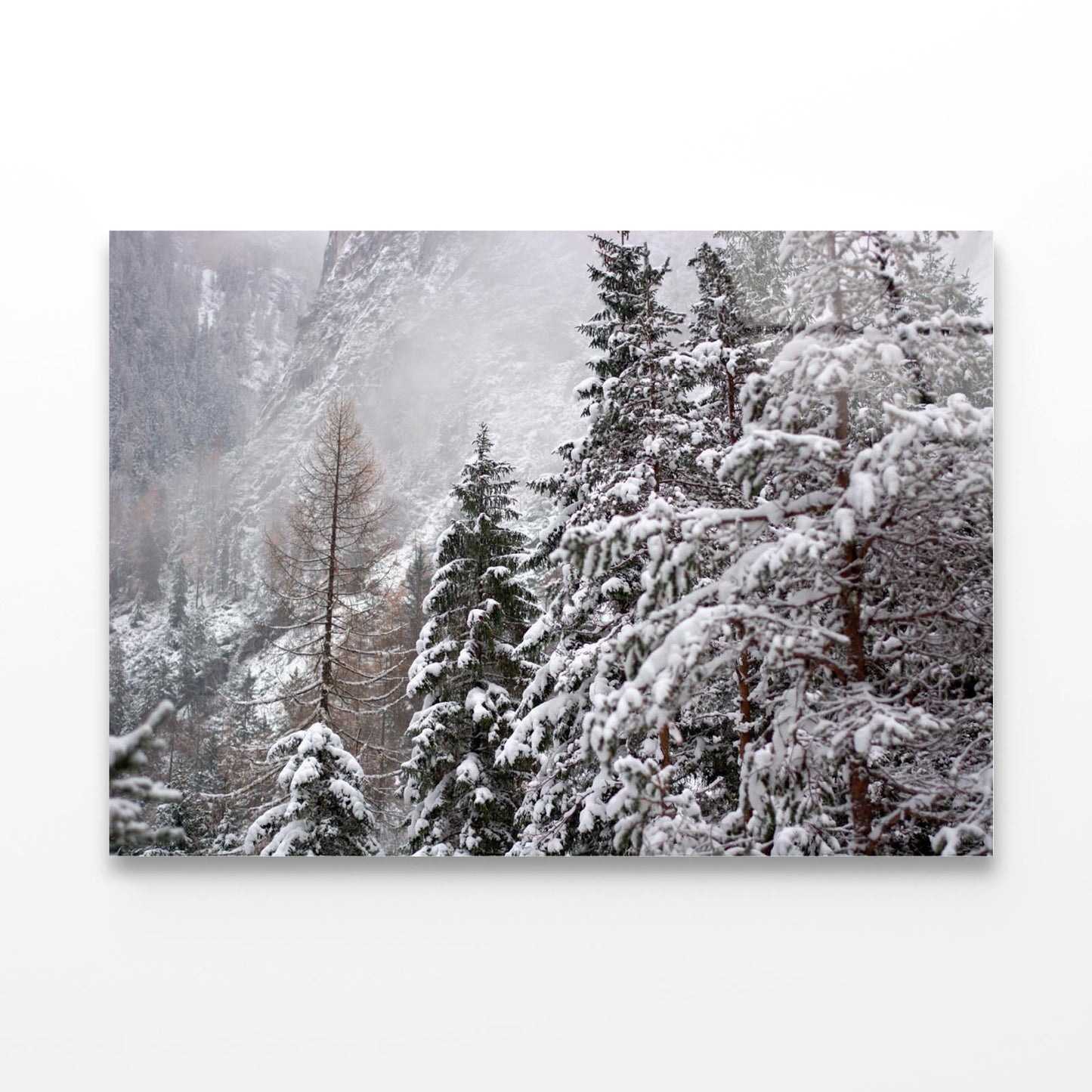 The First Big Snowfall of the winter Acrylic Glass Print Tempered Glass Wall Art 100% Made in Australia Ready to Hang