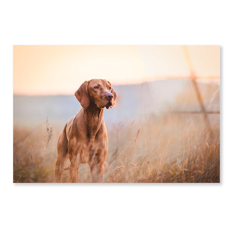 Hungarian Hound Pointer Vizsla Dog Acrylic Glass Print Tempered Glass Wall Art 100% Made in Australia Ready to Hang