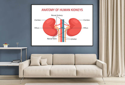 Anatomy Of the Human Kidney Home Decor Premium Quality Poster Print Choose Your Sizes