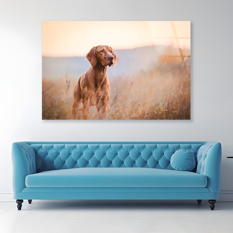 Hungarian Hound Pointer Vizsla Dog Acrylic Glass Print Tempered Glass Wall Art 100% Made in Australia Ready to Hang