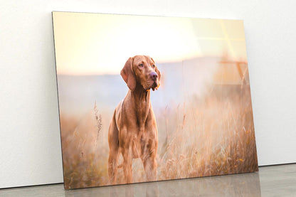 Hungarian Hound Pointer Vizsla Dog Acrylic Glass Print Tempered Glass Wall Art 100% Made in Australia Ready to Hang