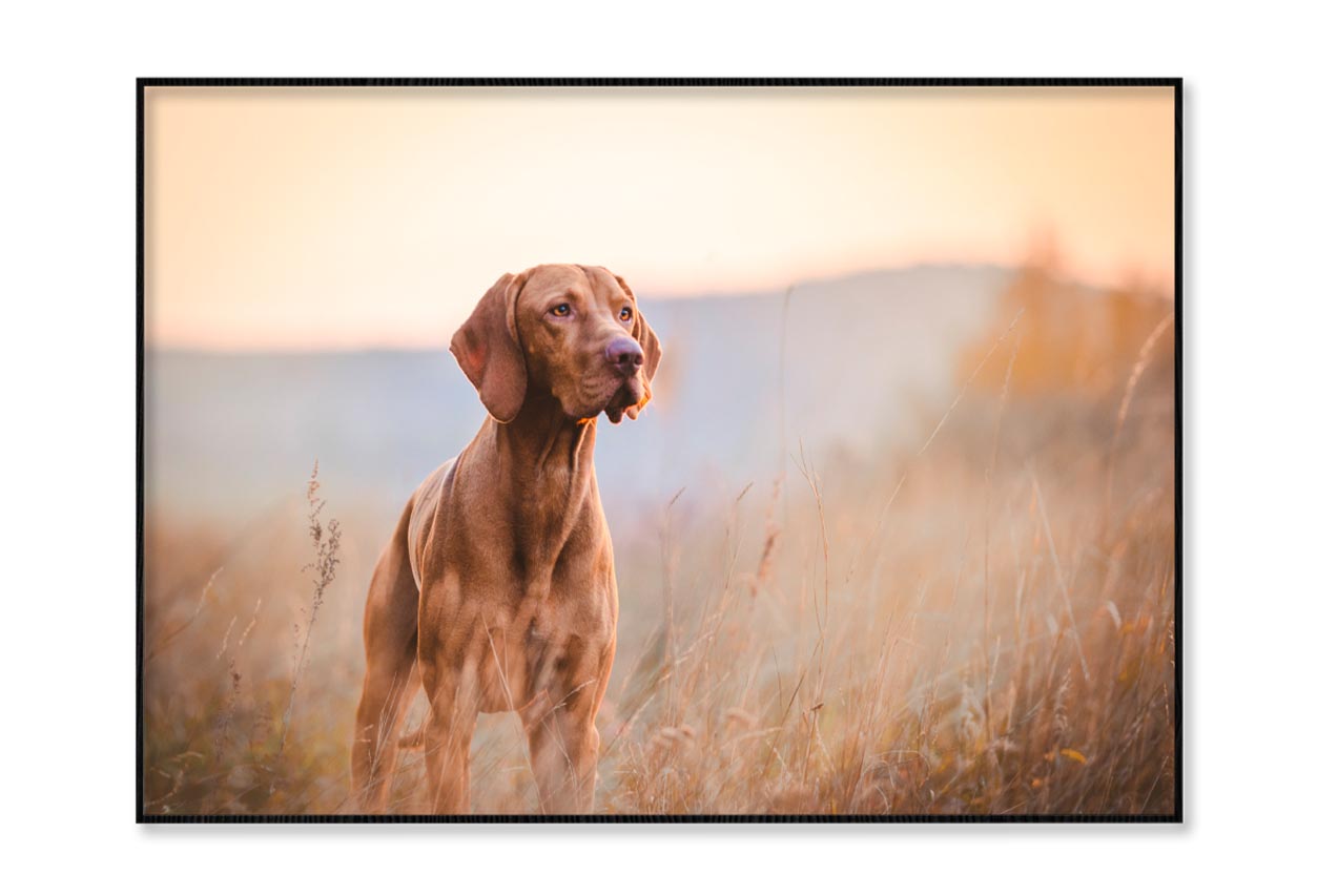 Hungarian Hound Pointer Vizsla Dog Home Decor Premium Quality Poster Print Choose Your Sizes