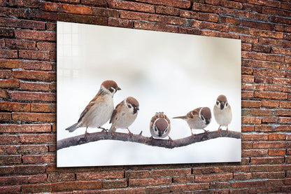 Sparrow Birds on Branch UV Direct Aluminum Print Australian Made Quality