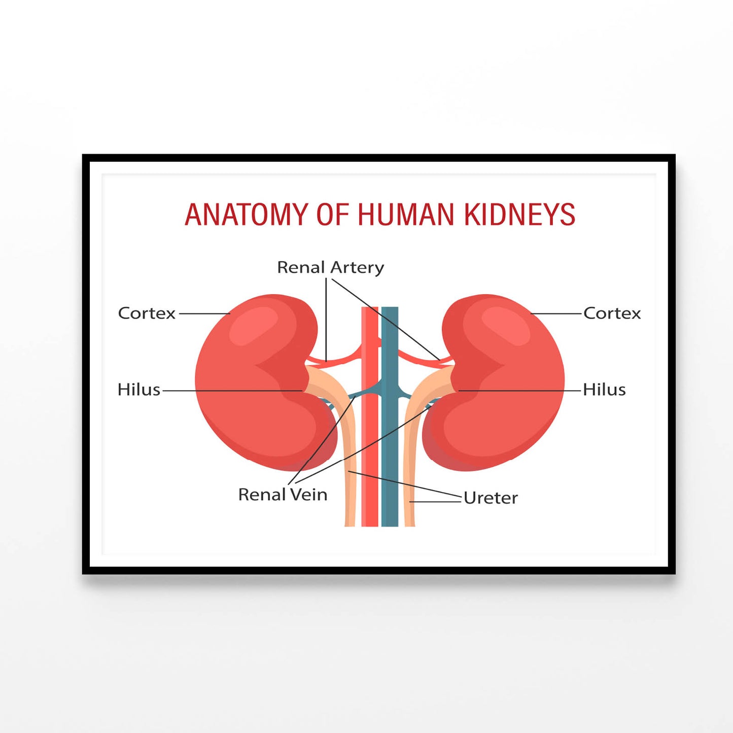 Anatomy Of the Human Kidney Home Decor Premium Quality Poster Print Choose Your Sizes