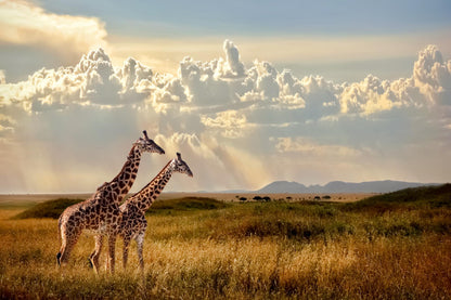 Group Of Giraffes In Grassy Field Print 100% Australian Made