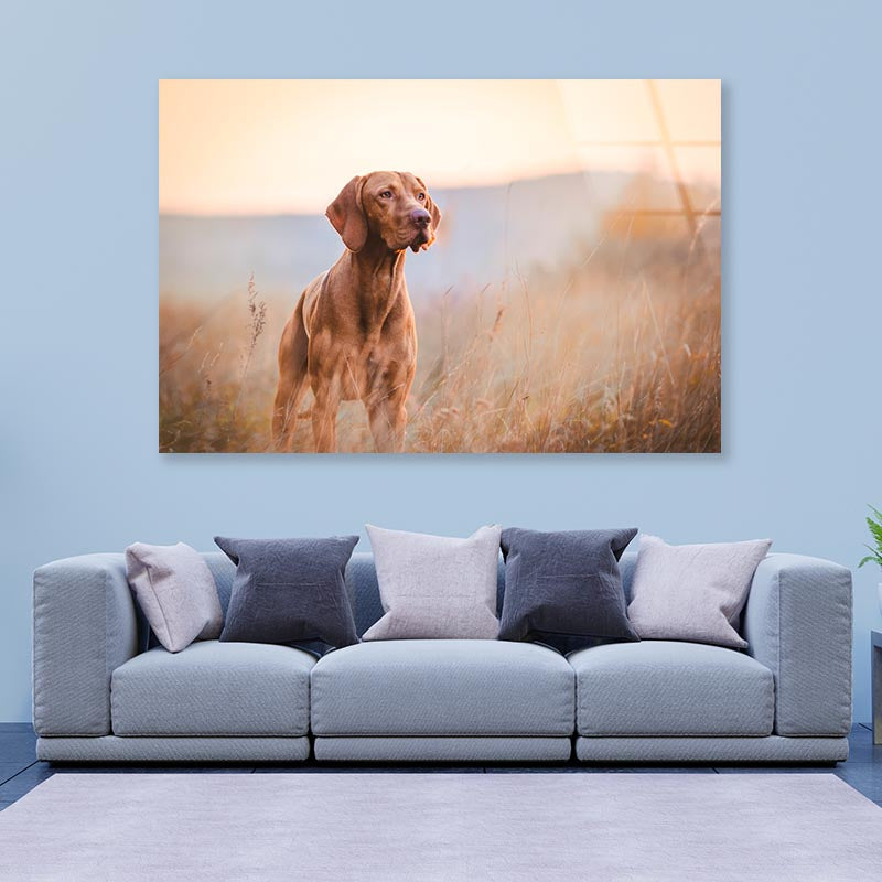 Hungarian Hound Pointer Vizsla Dog Acrylic Glass Print Tempered Glass Wall Art 100% Made in Australia Ready to Hang