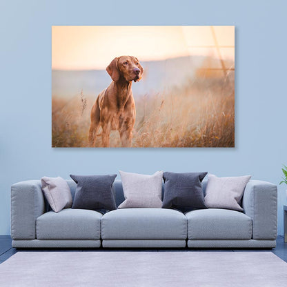 Hungarian Hound Pointer Vizsla Dog Acrylic Glass Print Tempered Glass Wall Art 100% Made in Australia Ready to Hang