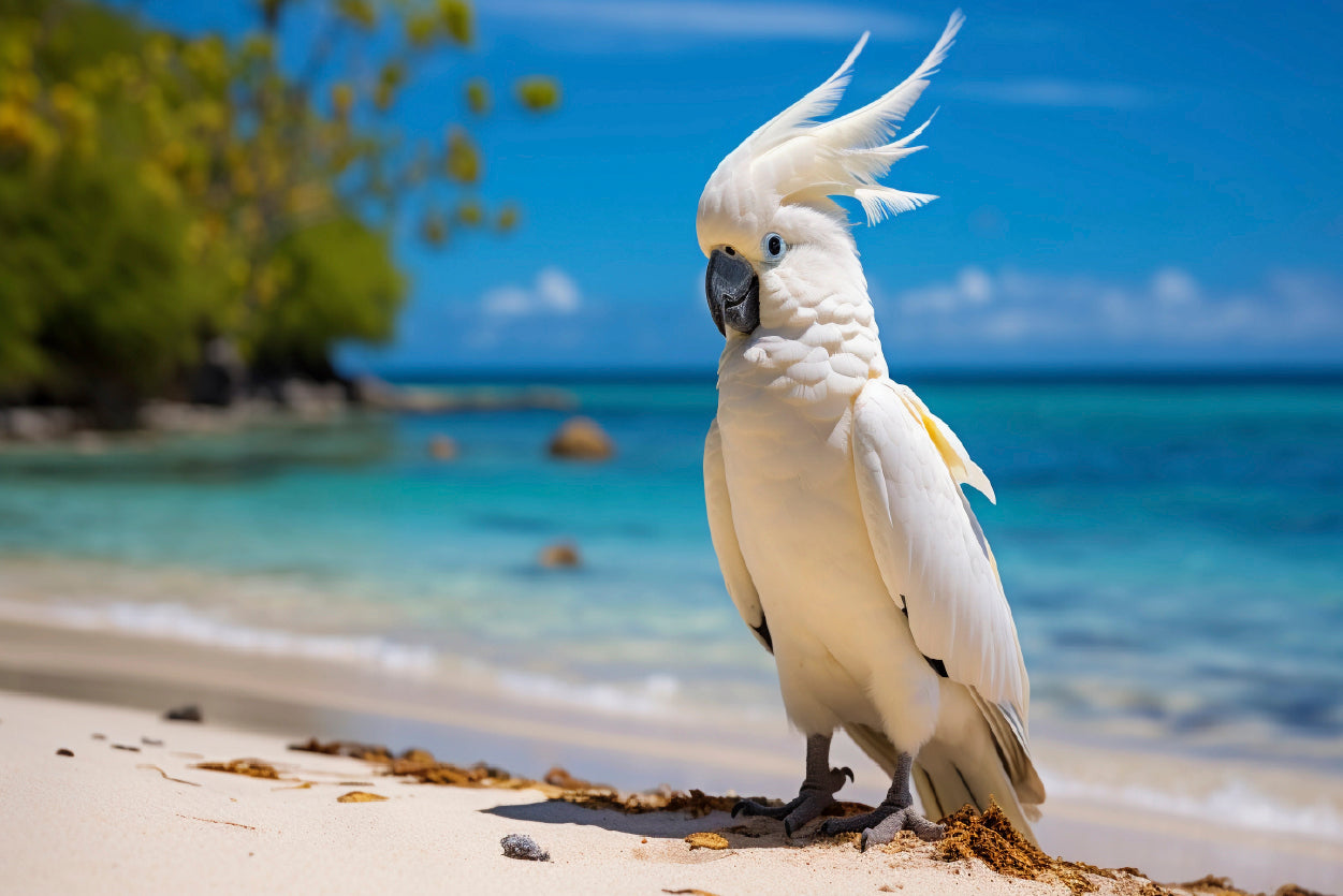 White Cockatoo Bird in Seashore Print 100% Australian Made - Bella Home Decor