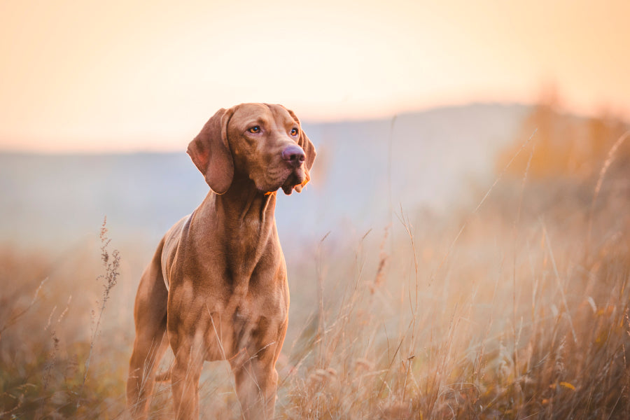 Hungarian Hound Pointer Vizsla Dog Acrylic Glass Print Tempered Glass Wall Art 100% Made in Australia Ready to Hang