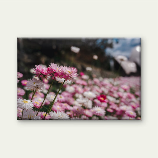 Vibrant Australian Paper Daisies in Bloom Wall Art Decor 100% Australian Made