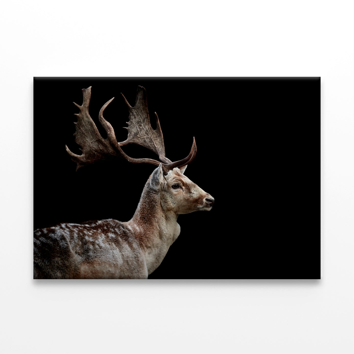 Male Fallow Deer on Black Background Wall Art Decor 100% Australian Made - Bella Home Decor