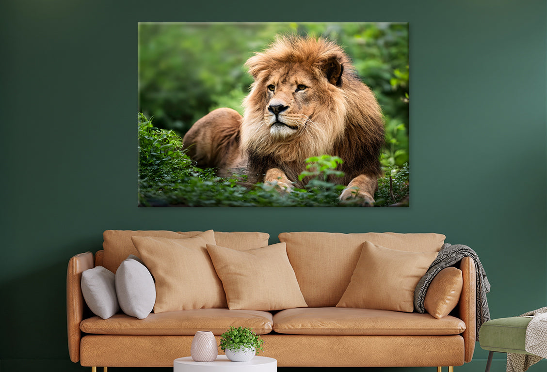 Lion in Daytime Green Wildlife Wall Art Decor 100% Australian Made - Bella Home Decor