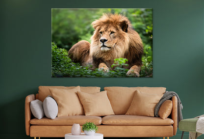 Lion in Daytime Green Wildlife Wall Art Decor 100% Australian Made - Bella Home Decor