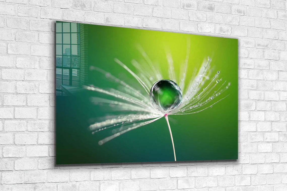 Dandelion Droplet View UV Direct Aluminum Print Australian Made Quality