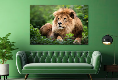 Lion in Daytime Green Wildlife Wall Art Decor 100% Australian Made - Bella Home Decor