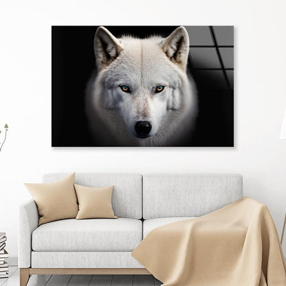 White Wolf with Blue Eyes Looking at The Camera Acrylic Glass Print Tempered Glass Wall Art 100% Made in Australia Ready to Hang