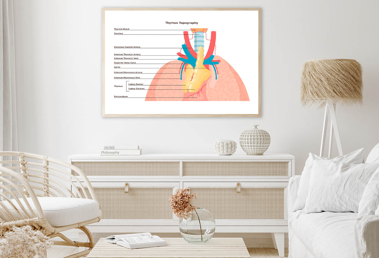 Thymus Anatomy and Blood Supply Home Decor Premium Quality Poster Print Choose Your Sizes