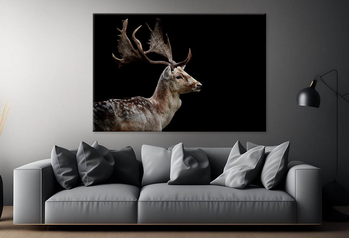Male Fallow Deer on Black Background Wall Art Decor 100% Australian Made - Bella Home Decor