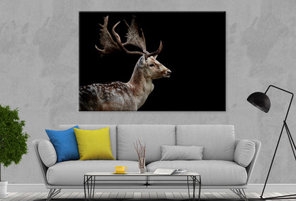 Male Fallow Deer on Black Background Wall Art Decor 100% Australian Made - Bella Home Decor