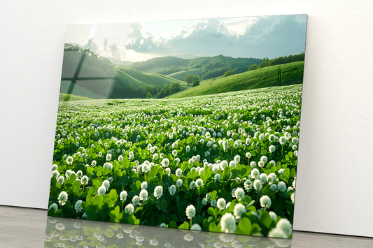 Field Of Dandelions View Acrylic Glass Print Tempered Glass Wall Art 100% Made in Australia Ready to Hang