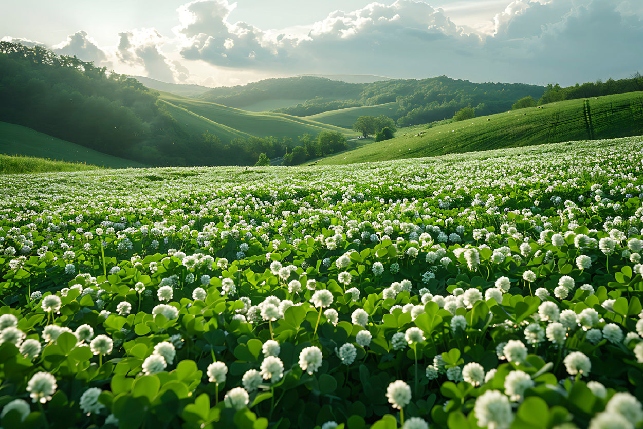 Field Of Dandelions View Home Decor Premium Quality Poster Print Choose Your Sizes