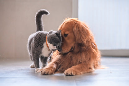 Loving Cute Cat and Golden Retriever Gog Home Decor Premium Quality Poster Print Choose Your Sizes