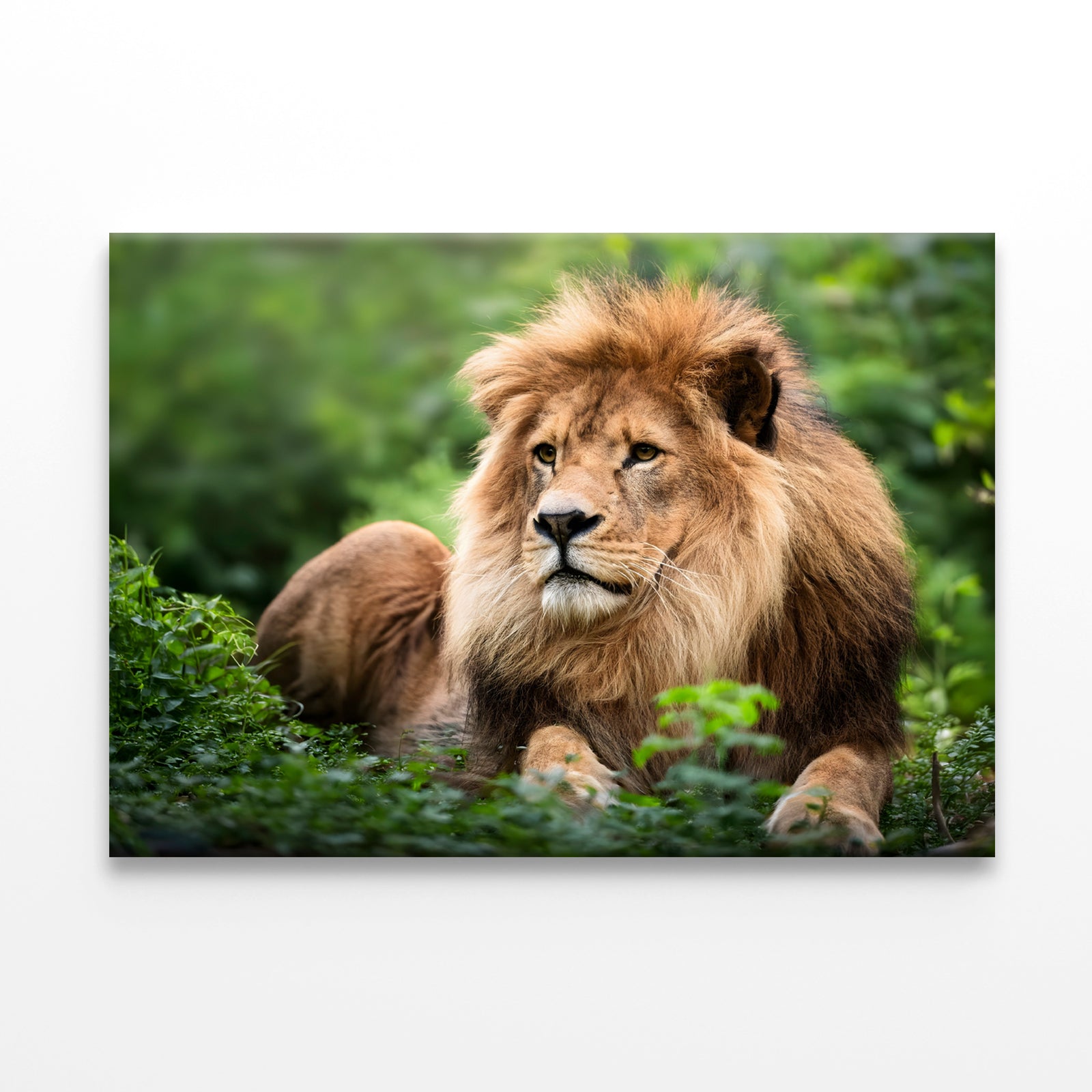 Lion in Daytime Green Wildlife Wall Art Decor 100% Australian Made - Bella Home Decor