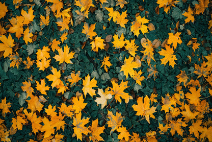 Close Up Of a Field Of Yellow Leaves Home Decor Premium Quality Poster Print Choose Your Sizes - Bella Home Decor