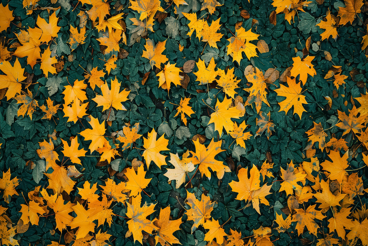Close Up Of a Field Of Yellow Leaves Print 100% Australian Made - Bella Home Decor