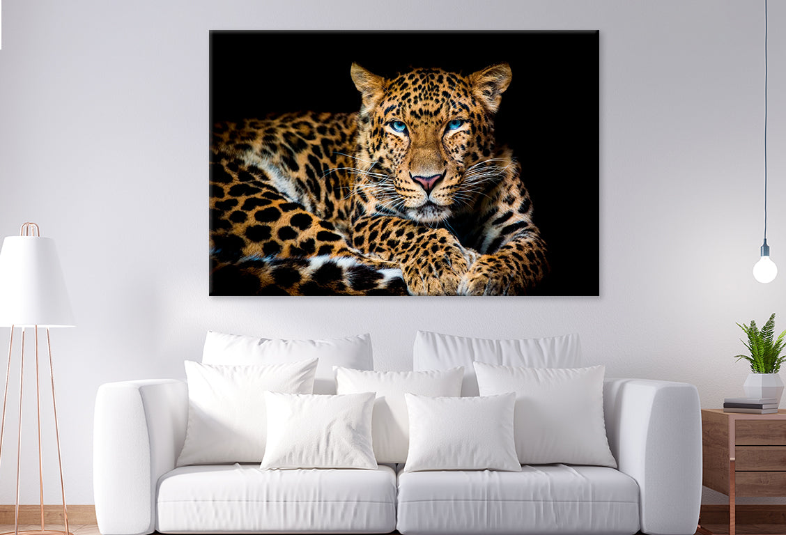 North China Leopard in Zoo Wall Art Decor 100% Australian Made - Bella Home Decor