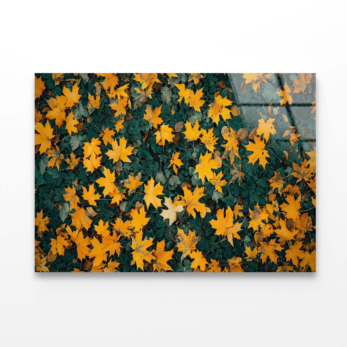 Close Up Of a Field Of Yellow Leaves Acrylic Glass Print Tempered Glass Wall Art 100% Made in Australia Ready to Hang - Bella Home Decor
