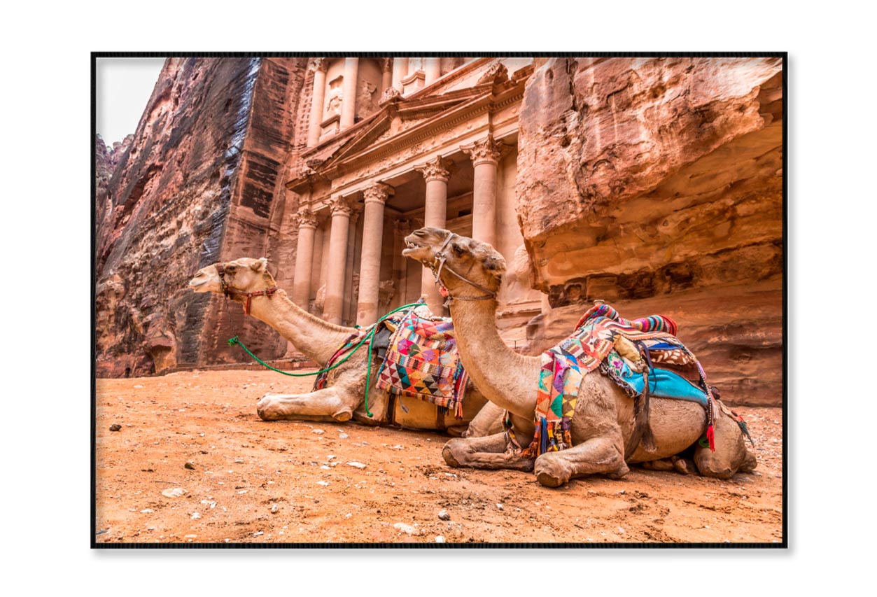 Camels & Carved into The Rock at Petra, Jordan Home Decor Premium Quality Poster Print Choose Your Sizes