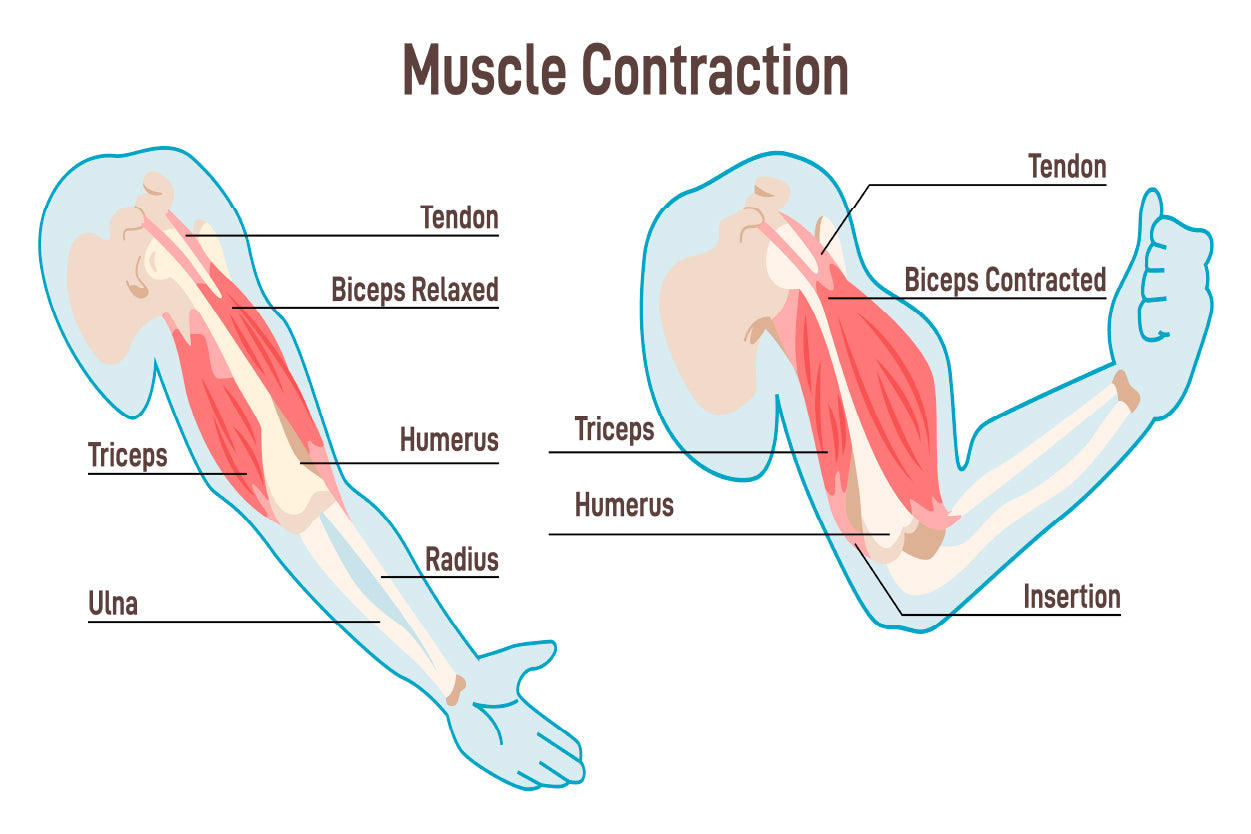 Muscle Contraction Mechanism Home Decor Premium Quality Poster Print Choose Your Sizes