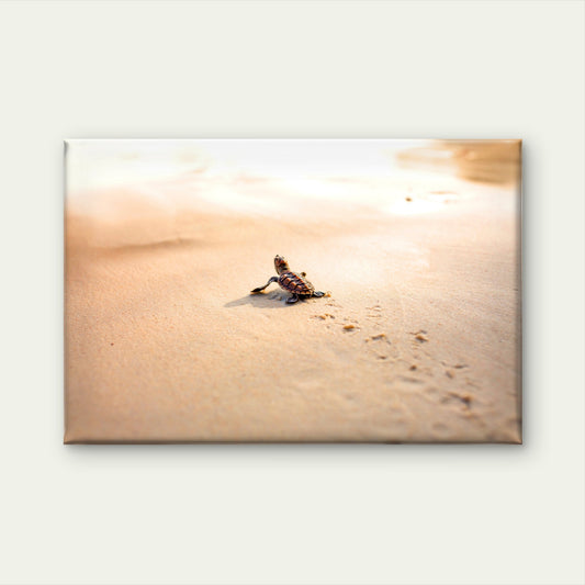 Baby Sea Turtle Florida Beach Wall Art Decor 100% Australian Made
