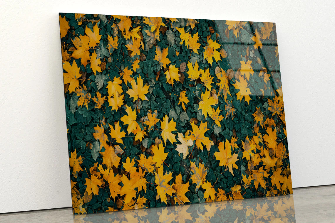 Close Up Of a Field Of Yellow Leaves Acrylic Glass Print Tempered Glass Wall Art 100% Made in Australia Ready to Hang - Bella Home Decor