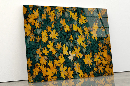 Close Up Of a Field Of Yellow Leaves Acrylic Glass Print Tempered Glass Wall Art 100% Made in Australia Ready to Hang - Bella Home Decor