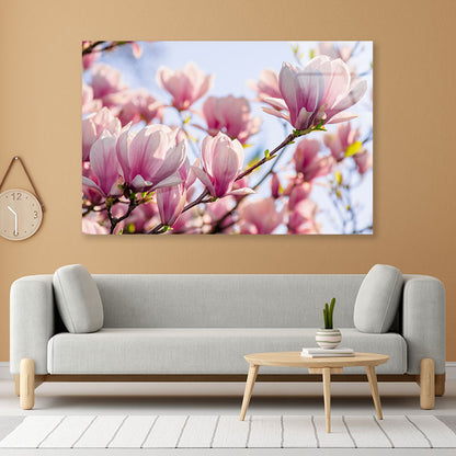 Magnolia Tree Pink Blossom Acrylic Glass Print Tempered Glass Wall Art 100% Made in Australia Ready to Hang