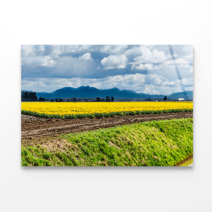 Field Of Yellow Flowers with Sky Acrylic Glass Print Tempered Glass Wall Art 100% Made in Australia Ready to Hang - Bella Home Decor