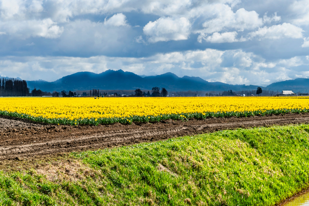 Field Of Yellow Flowers with Sky Print 100% Australian Made - Bella Home Decor