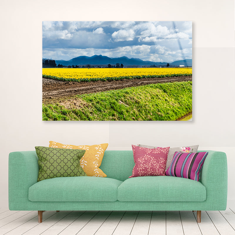 Field Of Yellow Flowers with Sky Acrylic Glass Print Tempered Glass Wall Art 100% Made in Australia Ready to Hang - Bella Home Decor