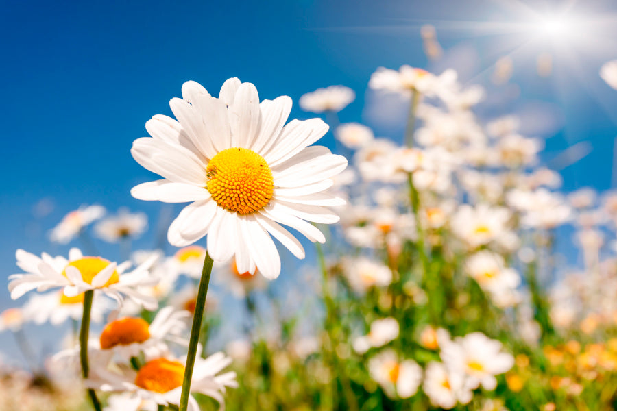 Summer Field With White Daisies on Blue Sky Home Decor Premium Quality Poster Print Choose Your Sizes