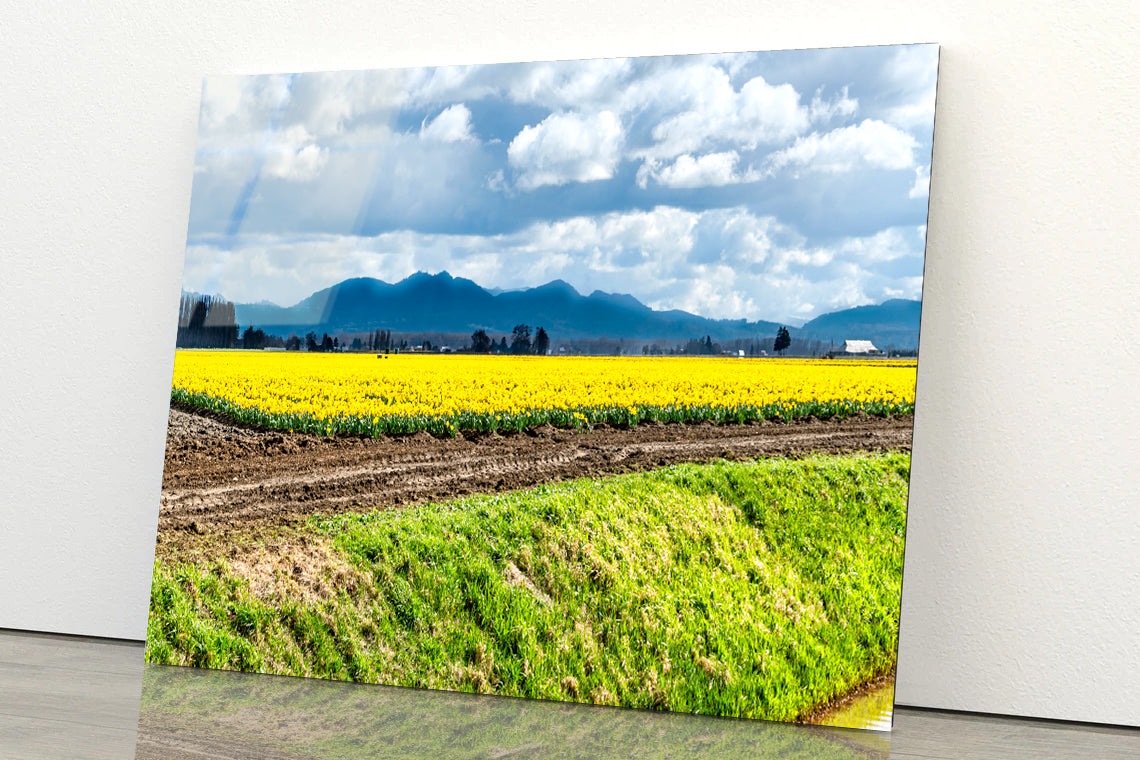 Field Of Yellow Flowers with Sky Acrylic Glass Print Tempered Glass Wall Art 100% Made in Australia Ready to Hang - Bella Home Decor