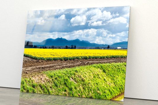 Field Of Yellow Flowers with Sky Acrylic Glass Print Tempered Glass Wall Art 100% Made in Australia Ready to Hang - Bella Home Decor