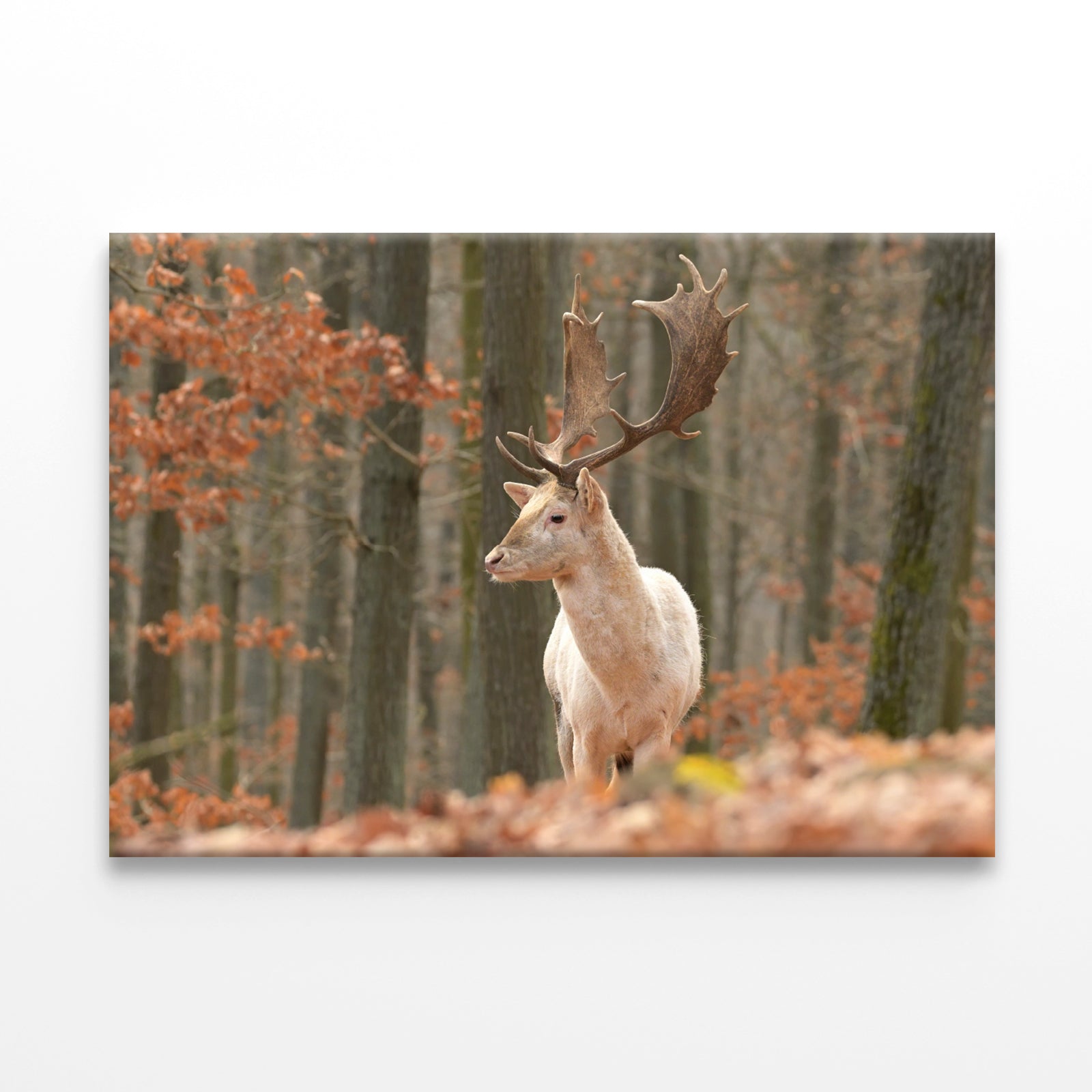 Fallow Deer Grazing in Meadow Wall Art Decor 100% Australian Made - Bella Home Decor
