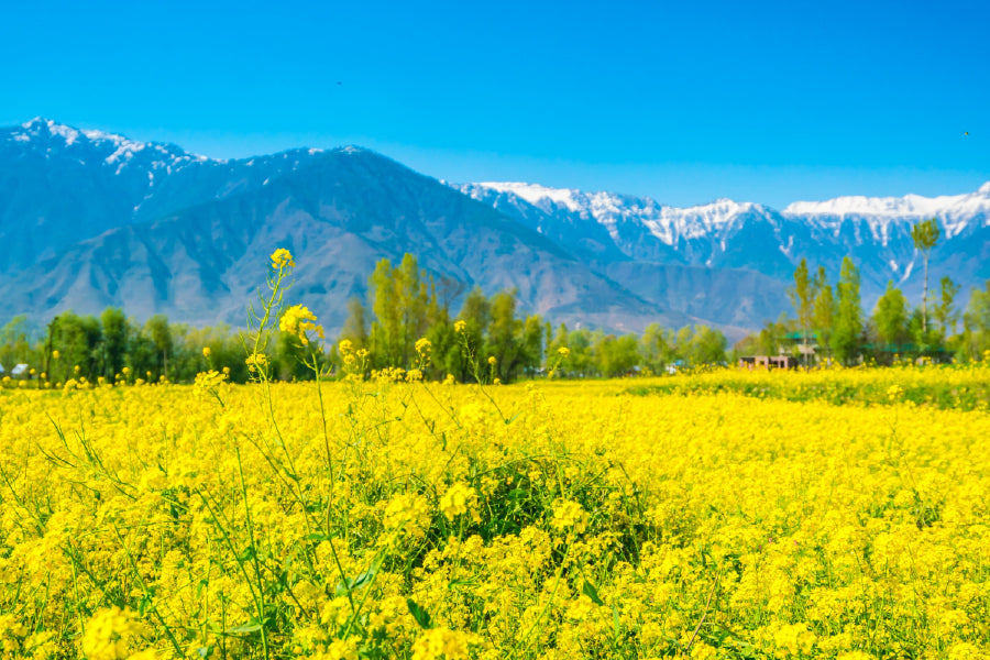 Flowers Meadow With Mountains Print 100% Australian Made