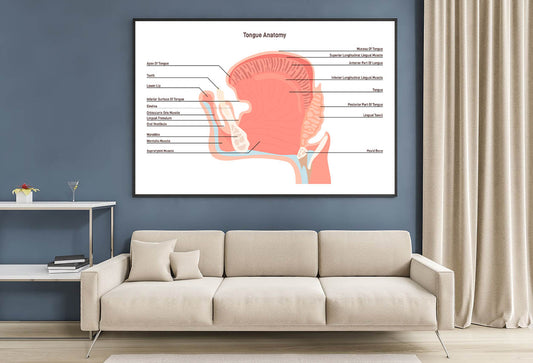 Anatomy Of the Mouth and Tongue Side View Home Decor Premium Quality Poster Print Choose Your Sizes