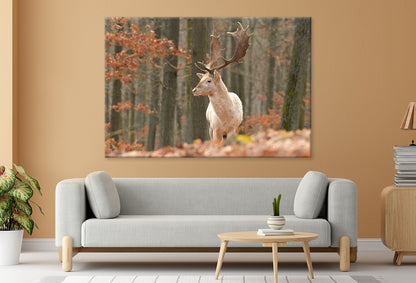 Fallow Deer Grazing in Meadow Wall Art Decor 100% Australian Made - Bella Home Decor