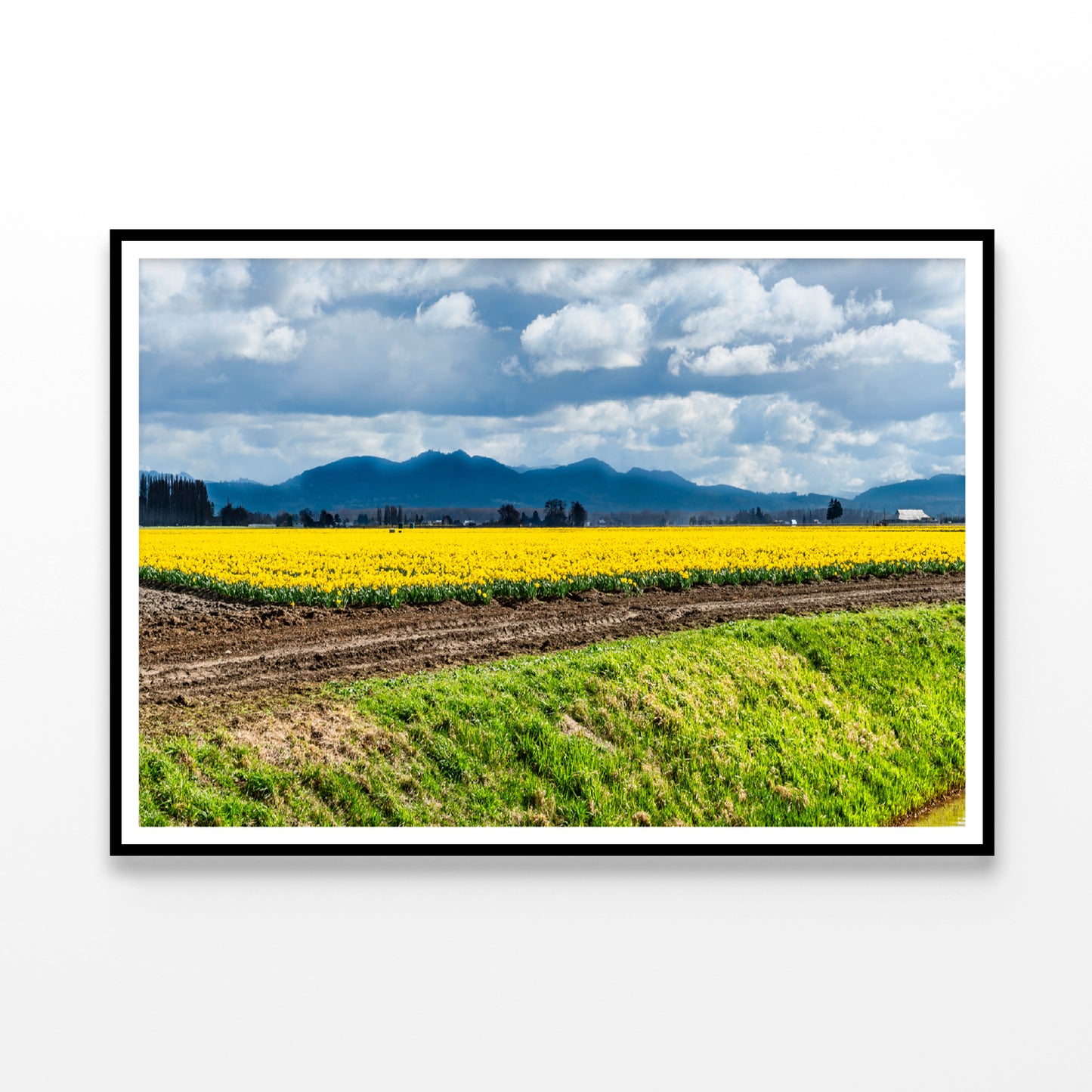 Field Of Yellow Flowers with Sky Home Decor Premium Quality Poster Print Choose Your Sizes