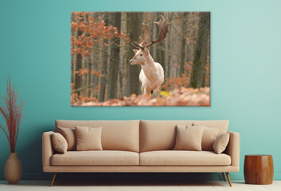 Fallow Deer Grazing in Meadow Wall Art Decor 100% Australian Made - Bella Home Decor
