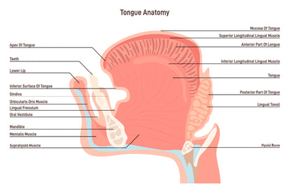 Anatomy Of the Mouth and Tongue Side View Home Decor Premium Quality Poster Print Choose Your Sizes